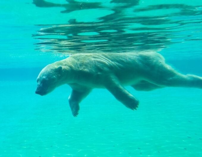 polar bear swimming