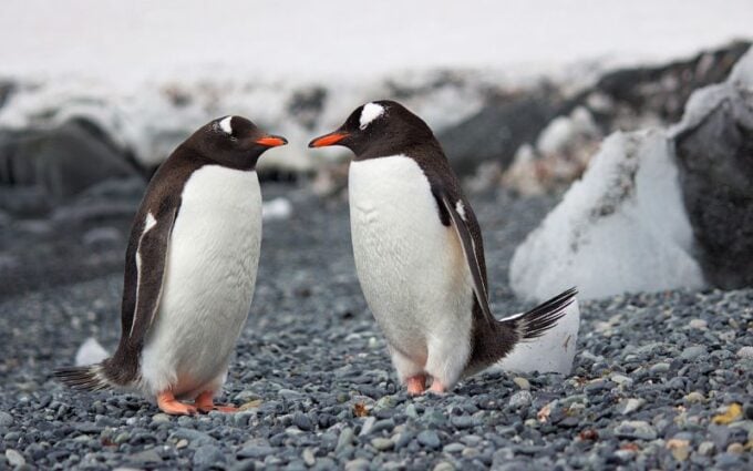 two penguins looking at each other on rocky shore