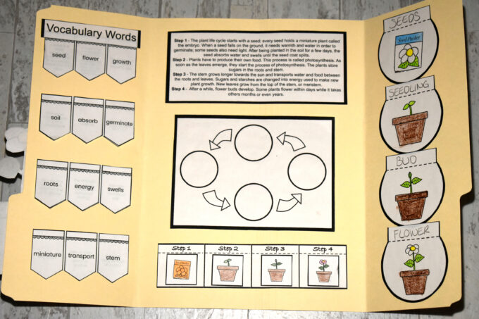 Inside of the flower lice cycle lapbook