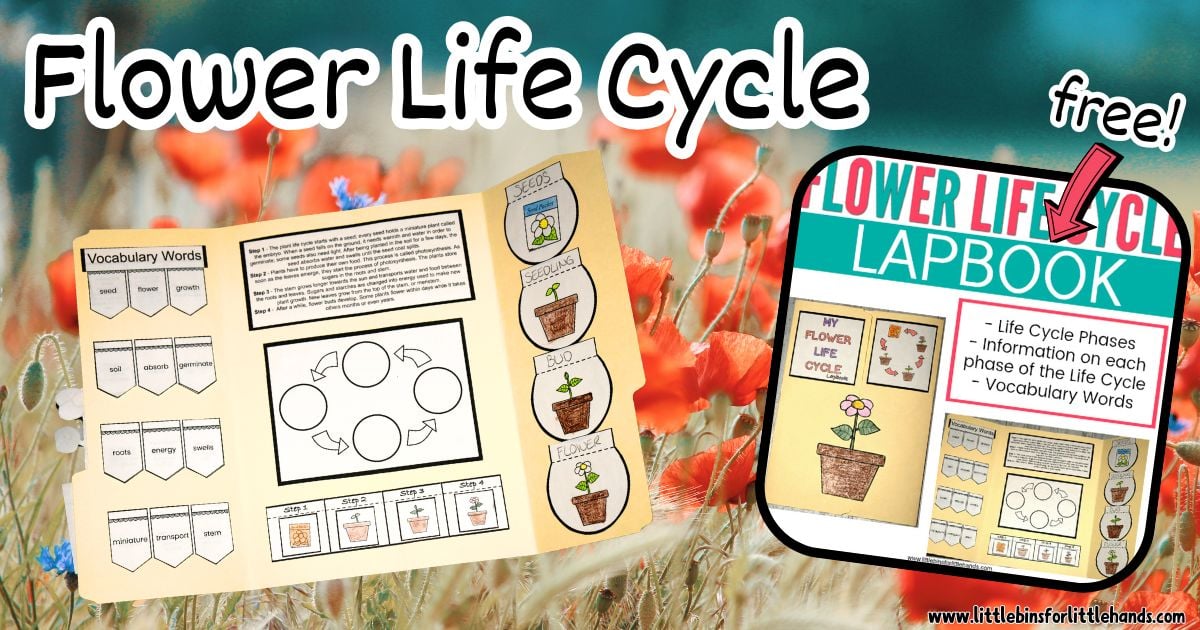 Flower Life Cycle Lapbook (Free Printable Science Activity for Kids)