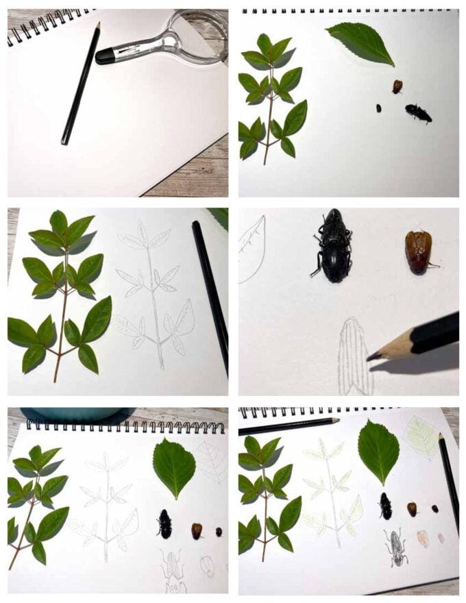examples of scientific illustration using plants and bugs drawn by kid