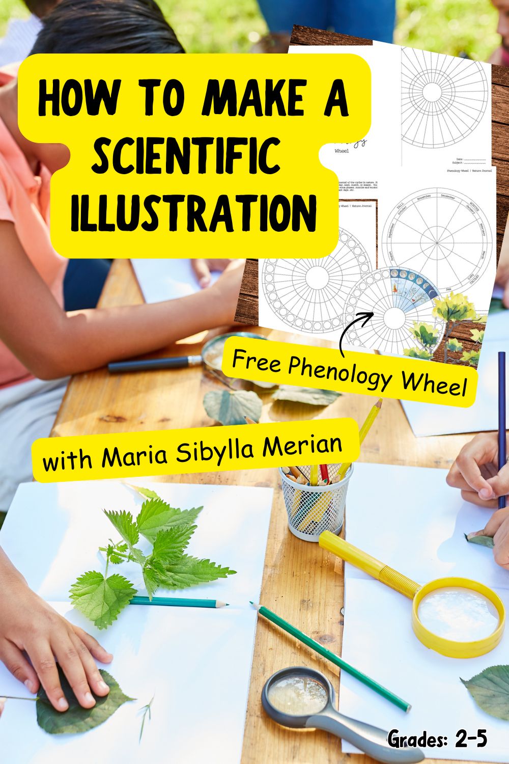 Maria Sibylla Merian Art Project for Kids (Scientific Illustration ...