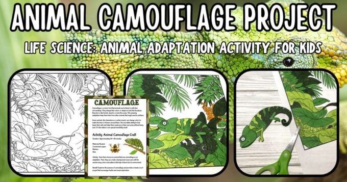 animal camouflage activity for ecosystems