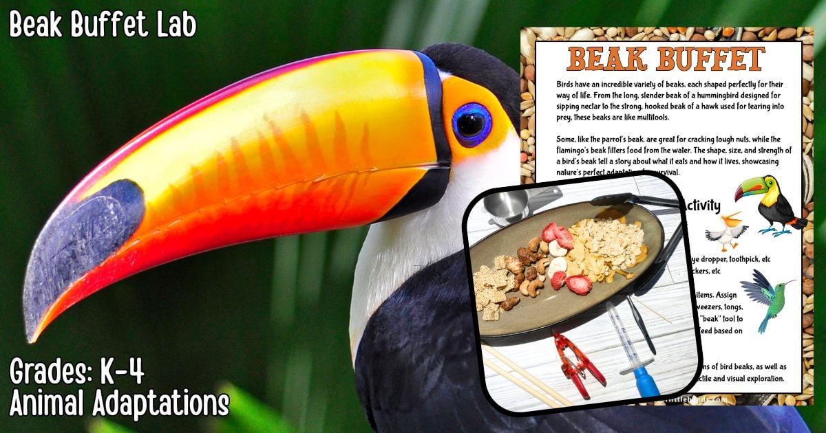Bird beak buffet lab for animal adaptation activities
