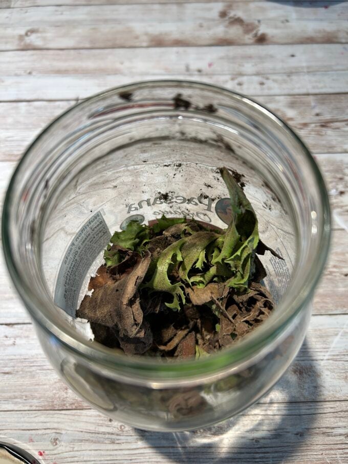 examining contents of compost bin jar