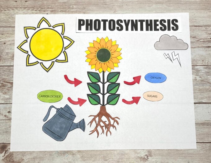 photosynthesis activity showing how plants make food