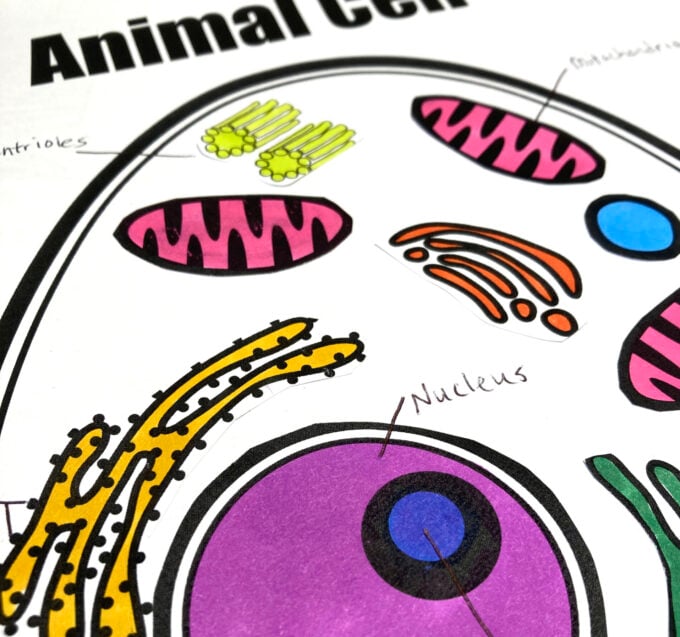 animal cell labeling activity for elementary science