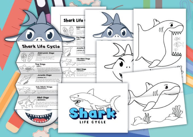 Free shark life cycle printable including a life cycle poster, interactive foldable, worksheet, and coloring page for Shark Week.