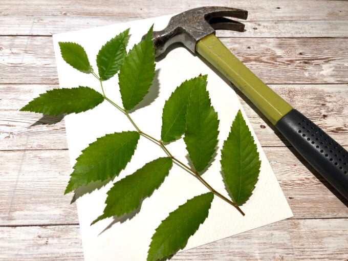 Arrange fresh leaves and flowers on white paper for nature hammer prints