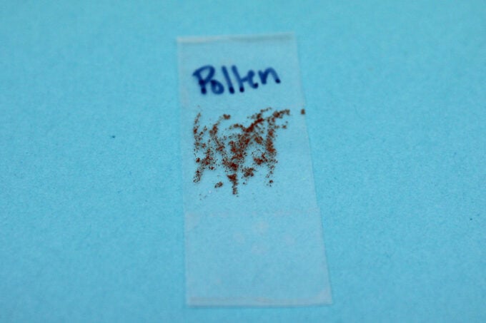 a bit of pollen on the sticky part of the microscope slide